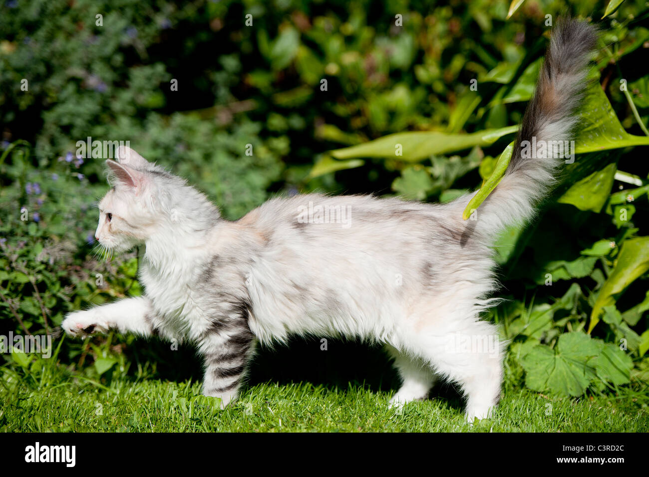 Weiß mit grauen Katze zu Fuß vor der Büsche auf dem Rasen, Rute Stockfoto