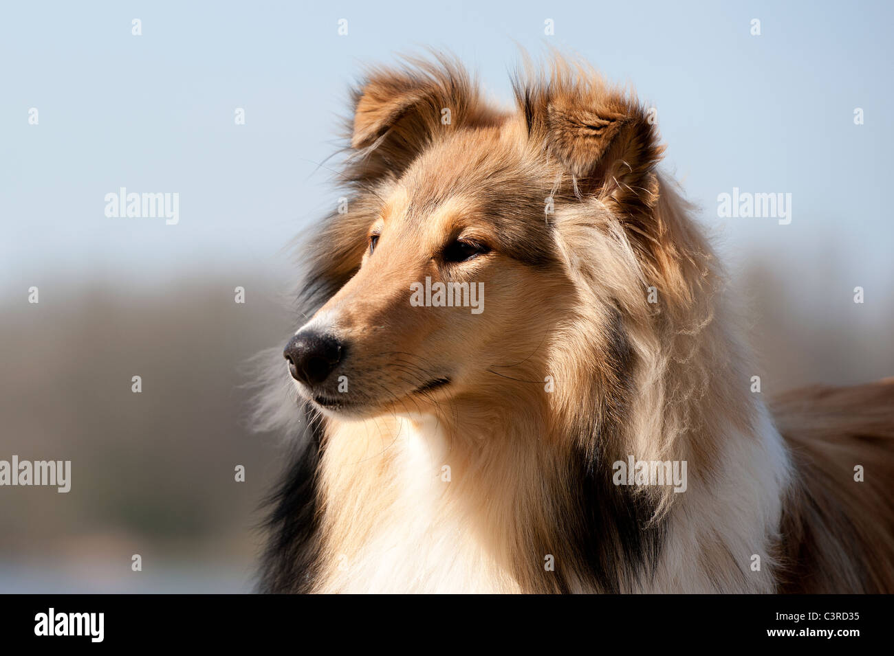 Scotch Collie Blick nach links, Aufmerksamkeit Stockfoto