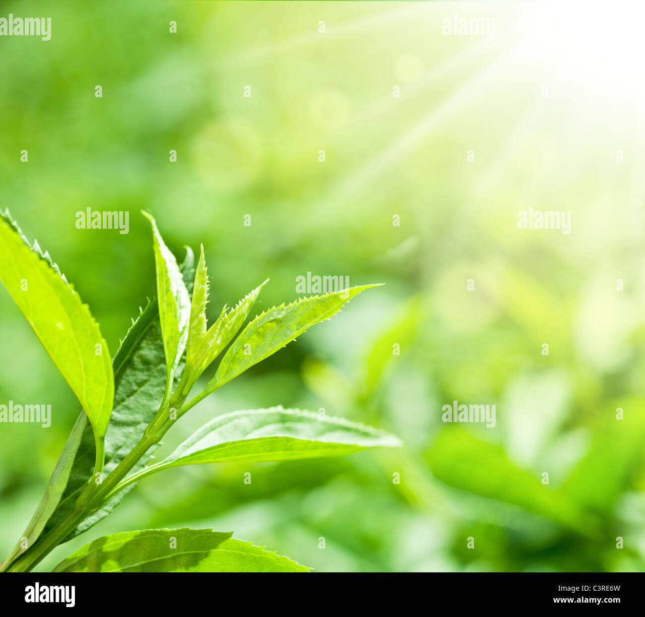 Teeblätter auf einer Plantage in den Strahlen des Sonnenlichts. Stockfoto
