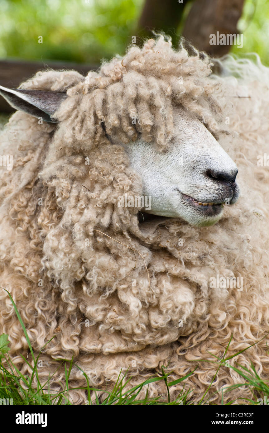 Schließen Sie die Seitenansicht des Kopfes eines Schafes, Cotswold Löwe - mit Wolle Korkenzieher sperren die Augen bedecken. Cotswolds, UK. Stockfoto