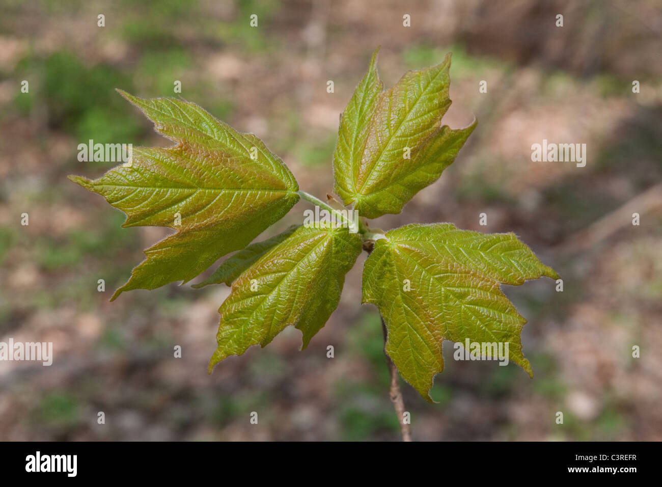 Entwickeln von Zuckerahornblättern (Acer saccharum) Frühling Eastern USA. Von Carol Dembinsky/Dembinsky Photo Assoc Stockfoto