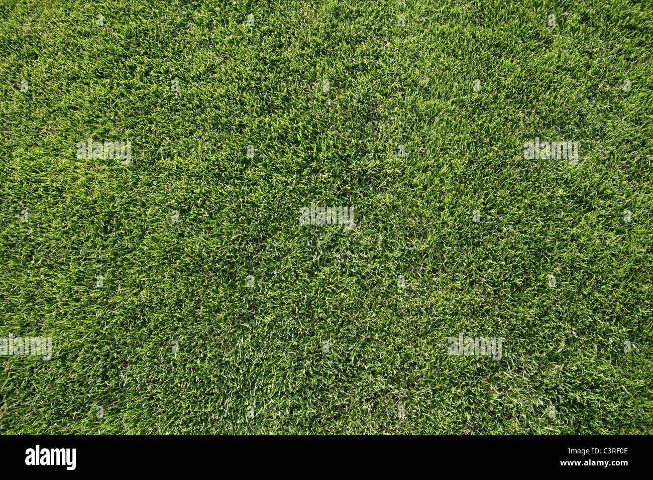 Deutschland, Bayern, Icking, Fußball Boden Rasen, Nahaufnahme Stockfoto