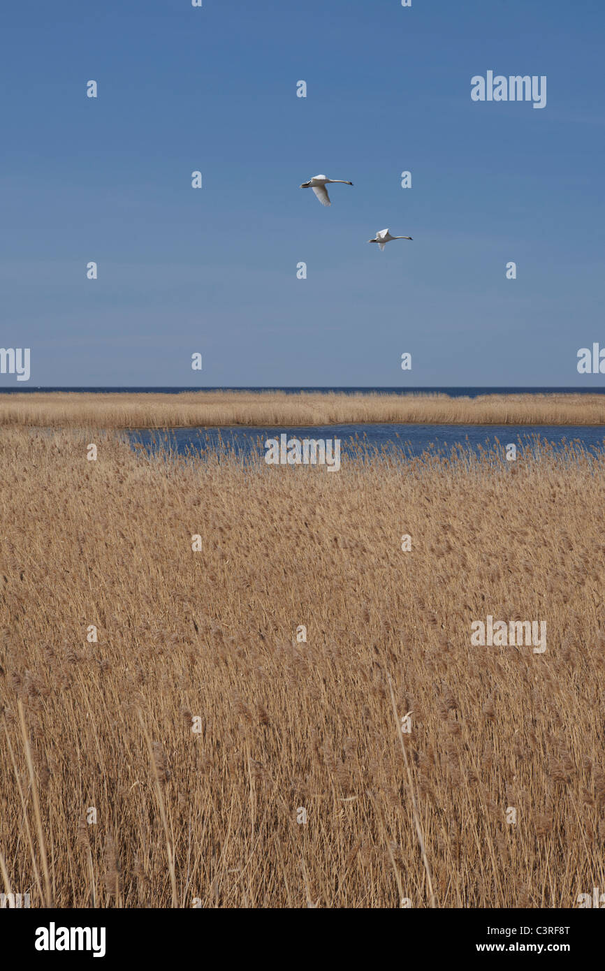 Deutschland, Mecklenburg-Vorpommern, Blick auf Landschaft mit zwei Schwäne fliegen in den Himmel Stockfoto