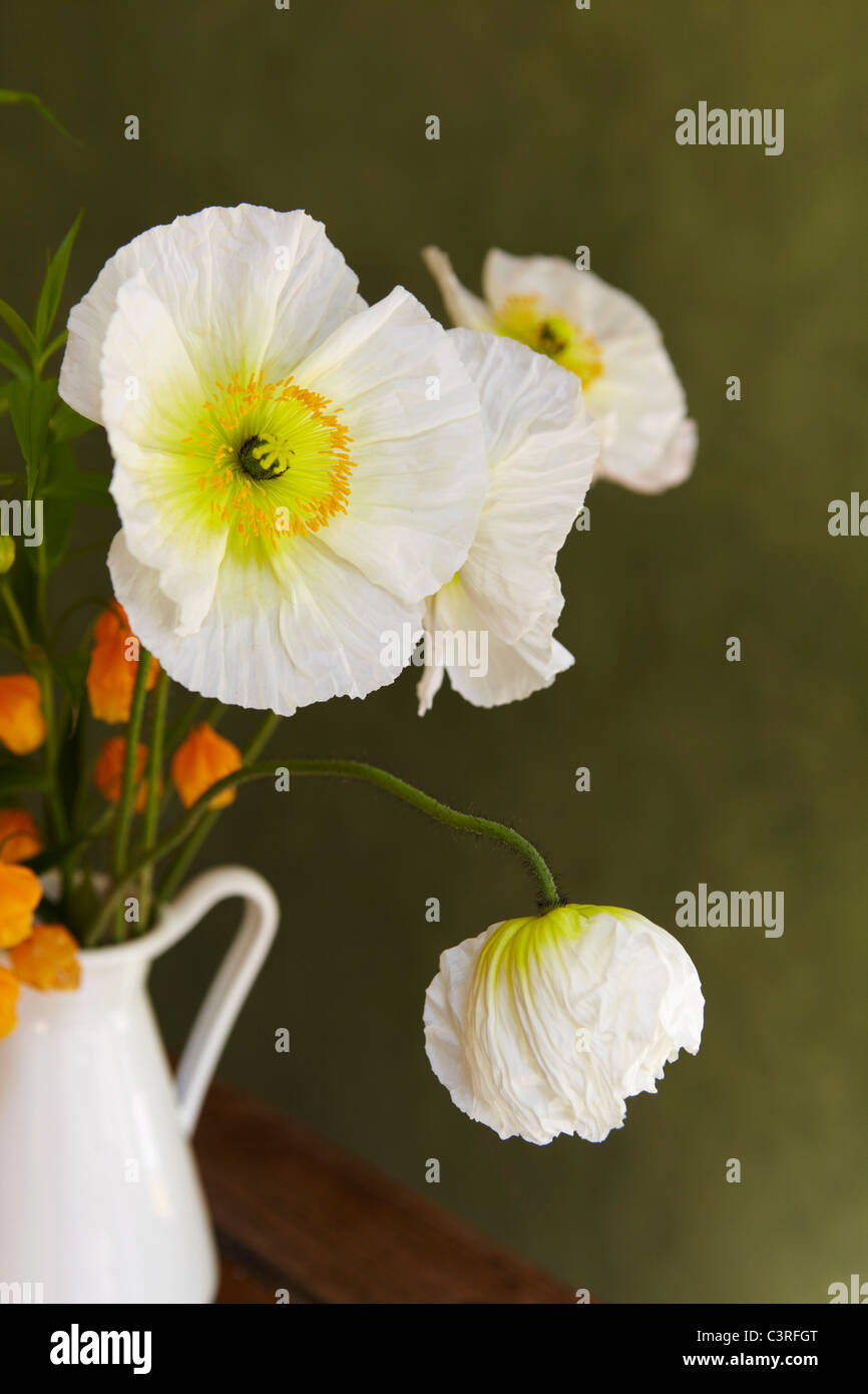 Hamburg, Nahaufnahme von weißen Mohn in Vase Stockfoto