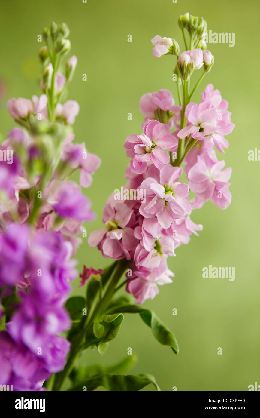 Hamburg, Nahaufnahme von Rittersporn Stockfoto