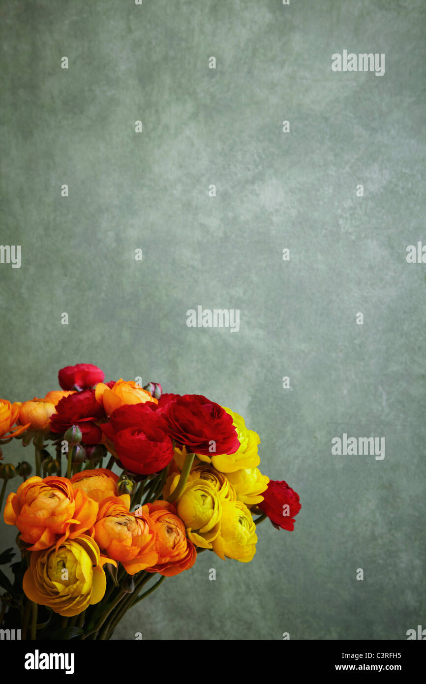 Hamburg, Nahaufnahme von Ranunculus Stockfoto