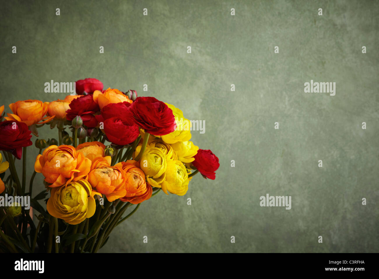 Hamburg, Nahaufnahme von Ranunculus Stockfoto