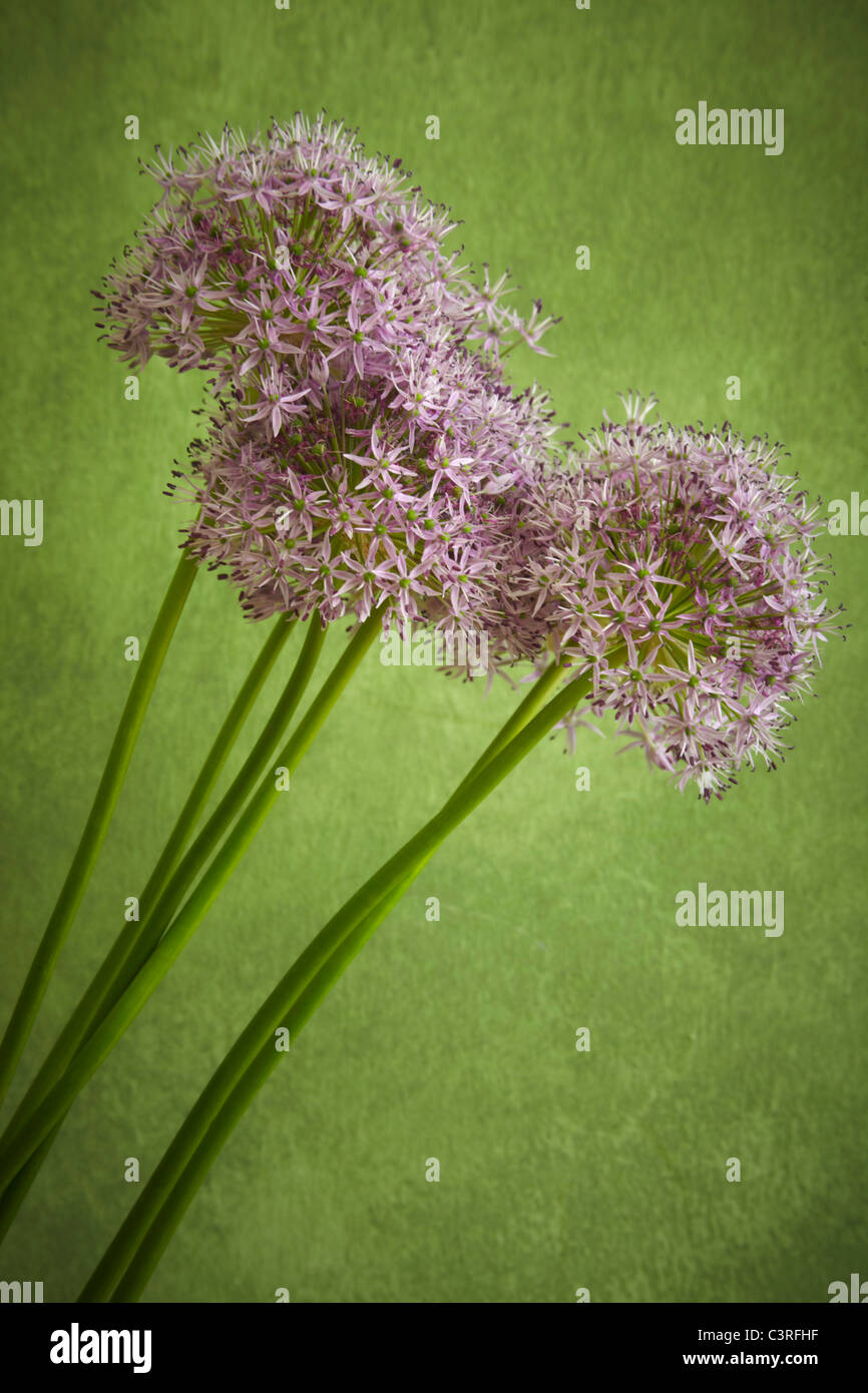 Hamburg, Nahaufnahme von Knoblauch Blüte Stockfoto