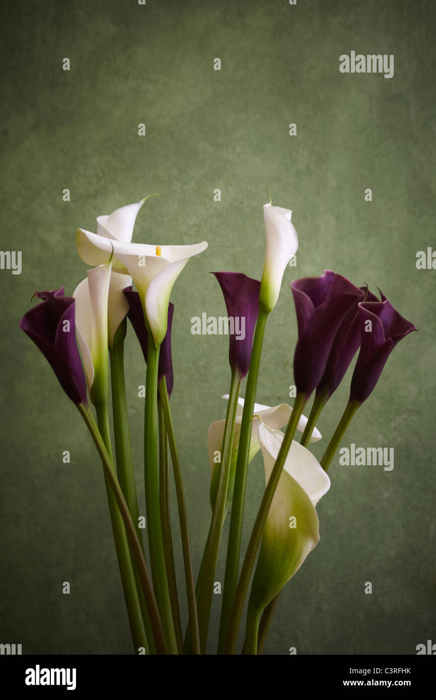 Hamburg, Nahaufnahme von Calla Stockfoto