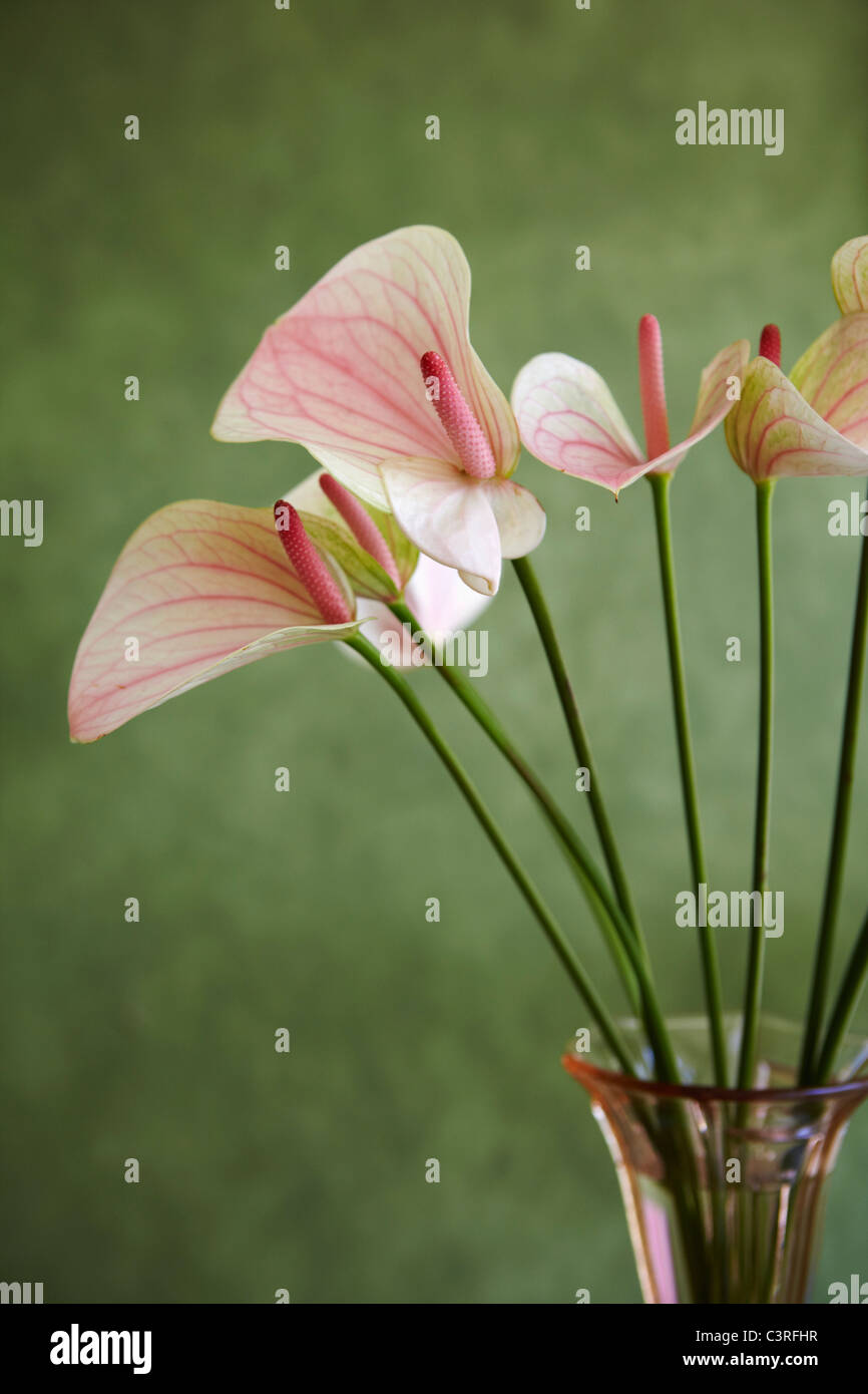 Hamburg, Nahaufnahme von Anthurie in Vase Stockfoto
