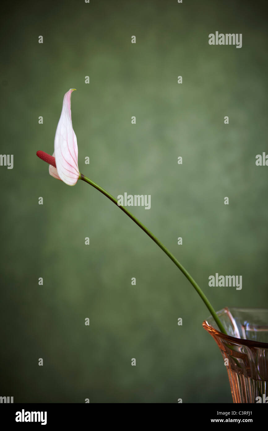 Hamburg, Nahaufnahme von Anthurie in Vase Stockfoto