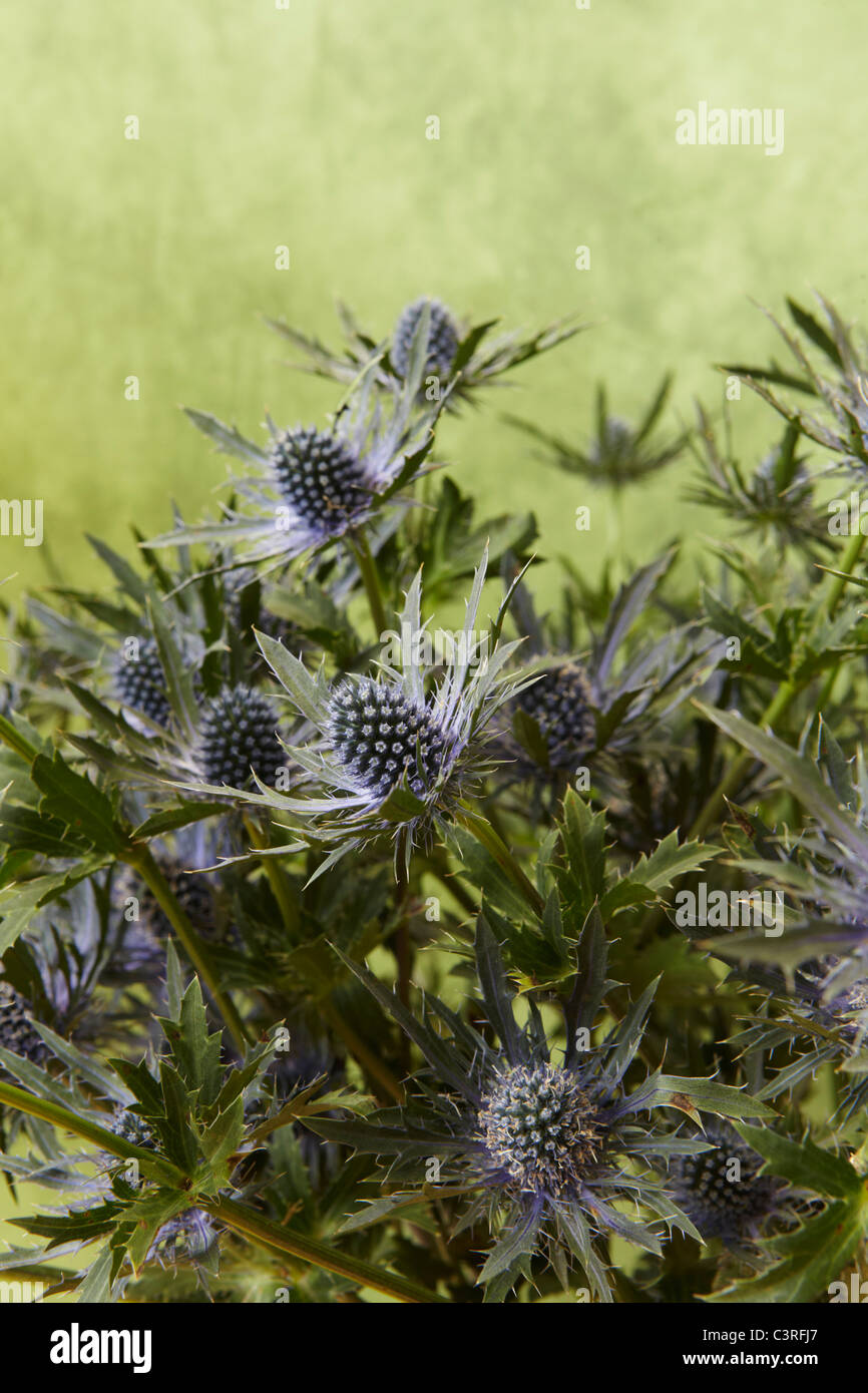 Hamburg, Großaufnahme der Distel Stockfoto