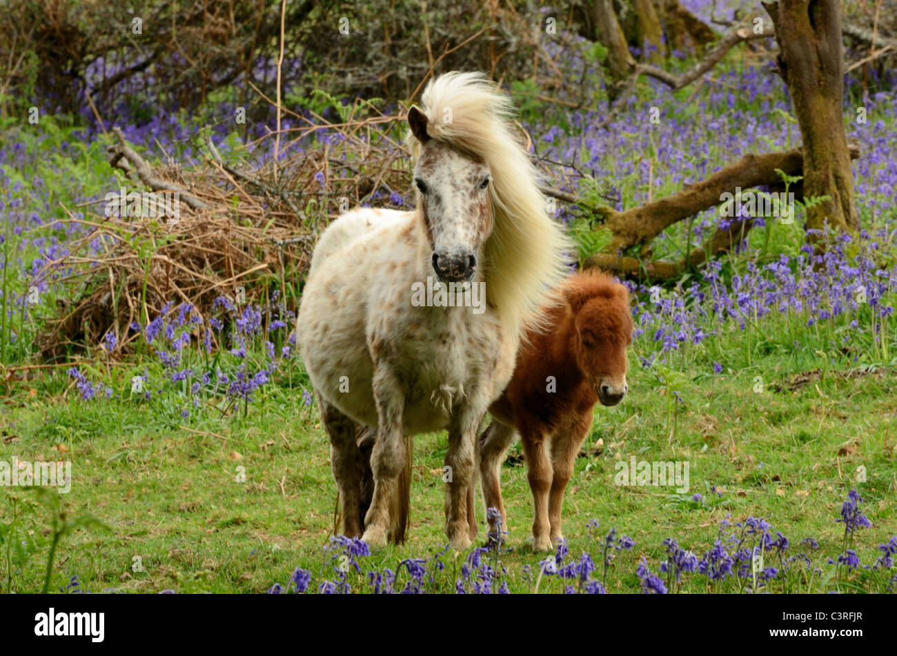 Shetlandpony-Stute mit Fohlen He unter den Glockenblumen Stockfoto