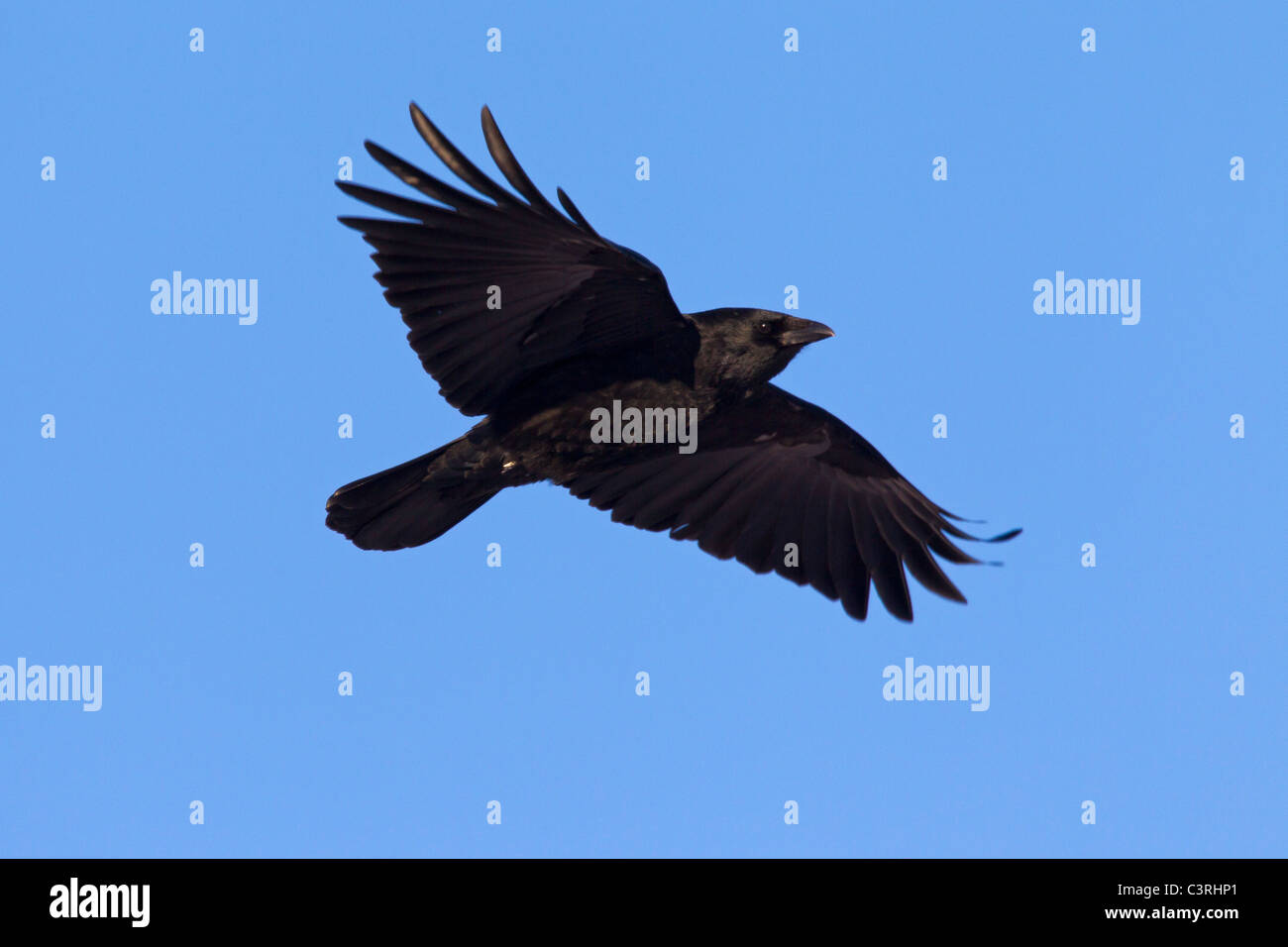 AAS-Krähe (Corvus Corone) im Flug, Deutschland Stockfoto