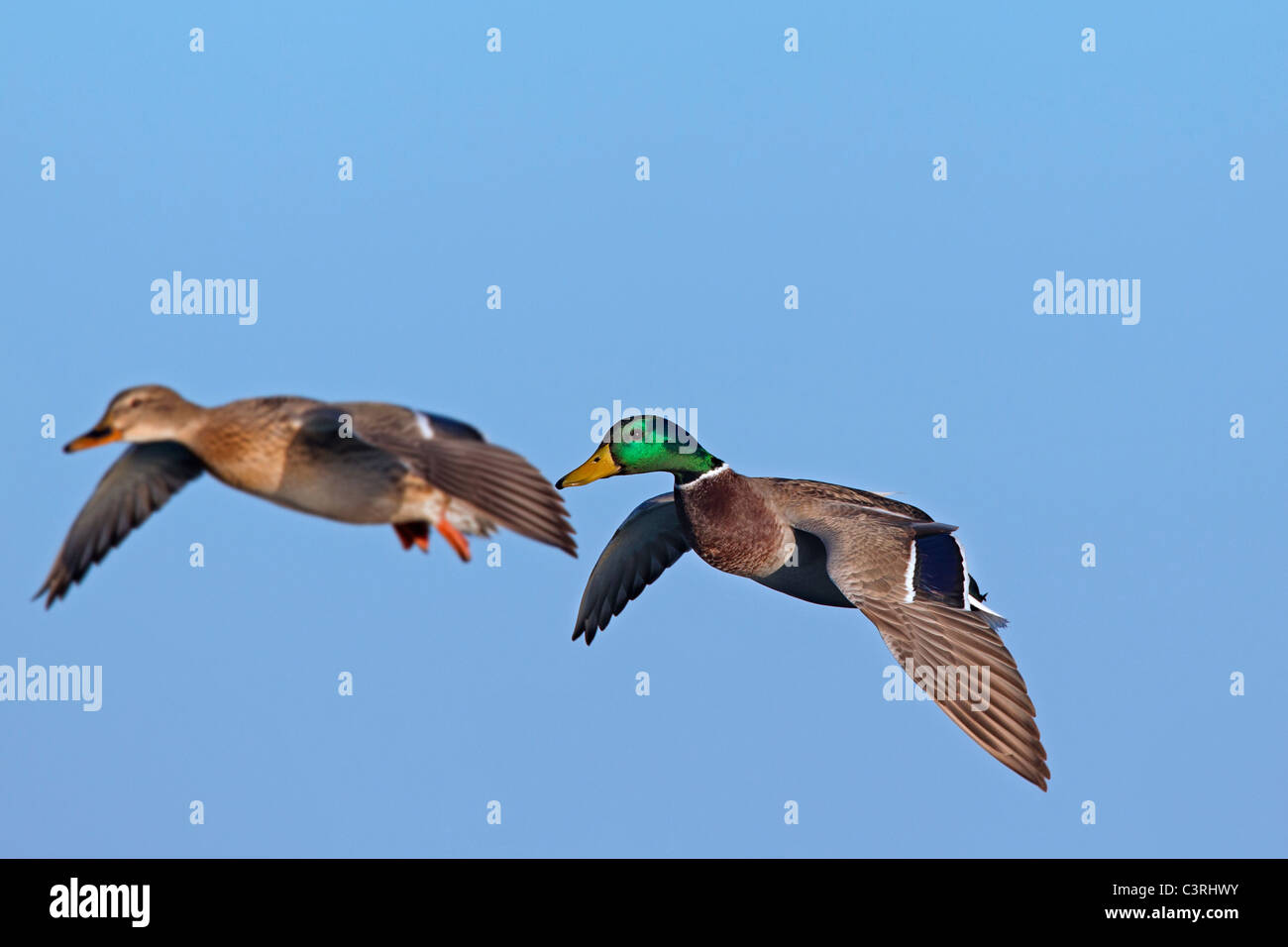 Stockente / wilde Enten (Anas Platyrhynchos) Männchen und Weibchen im Flug Stockfoto