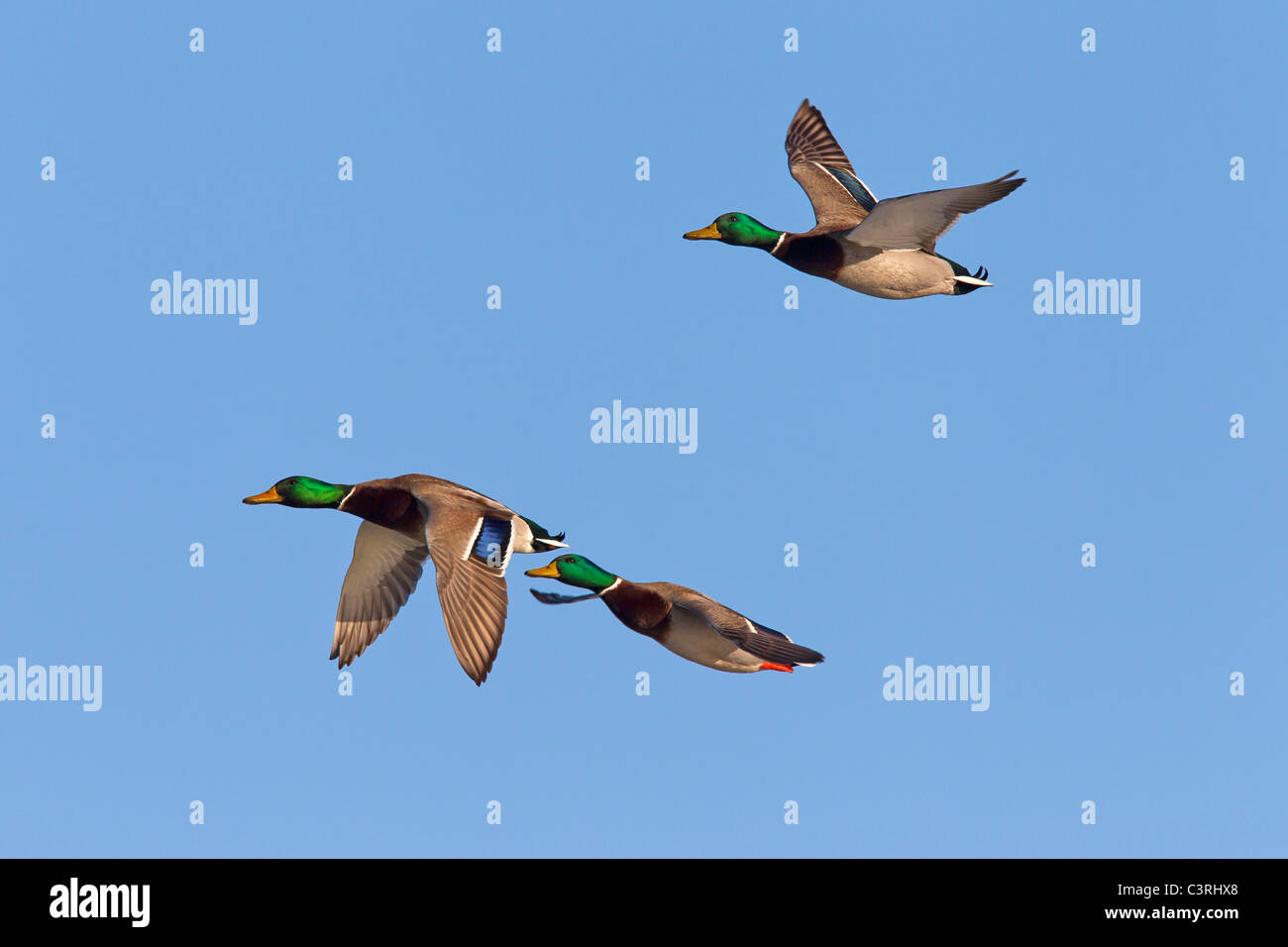 Stockente / wilde Enten (Anas Platyrhynchos) Männchen im Flug Stockfoto