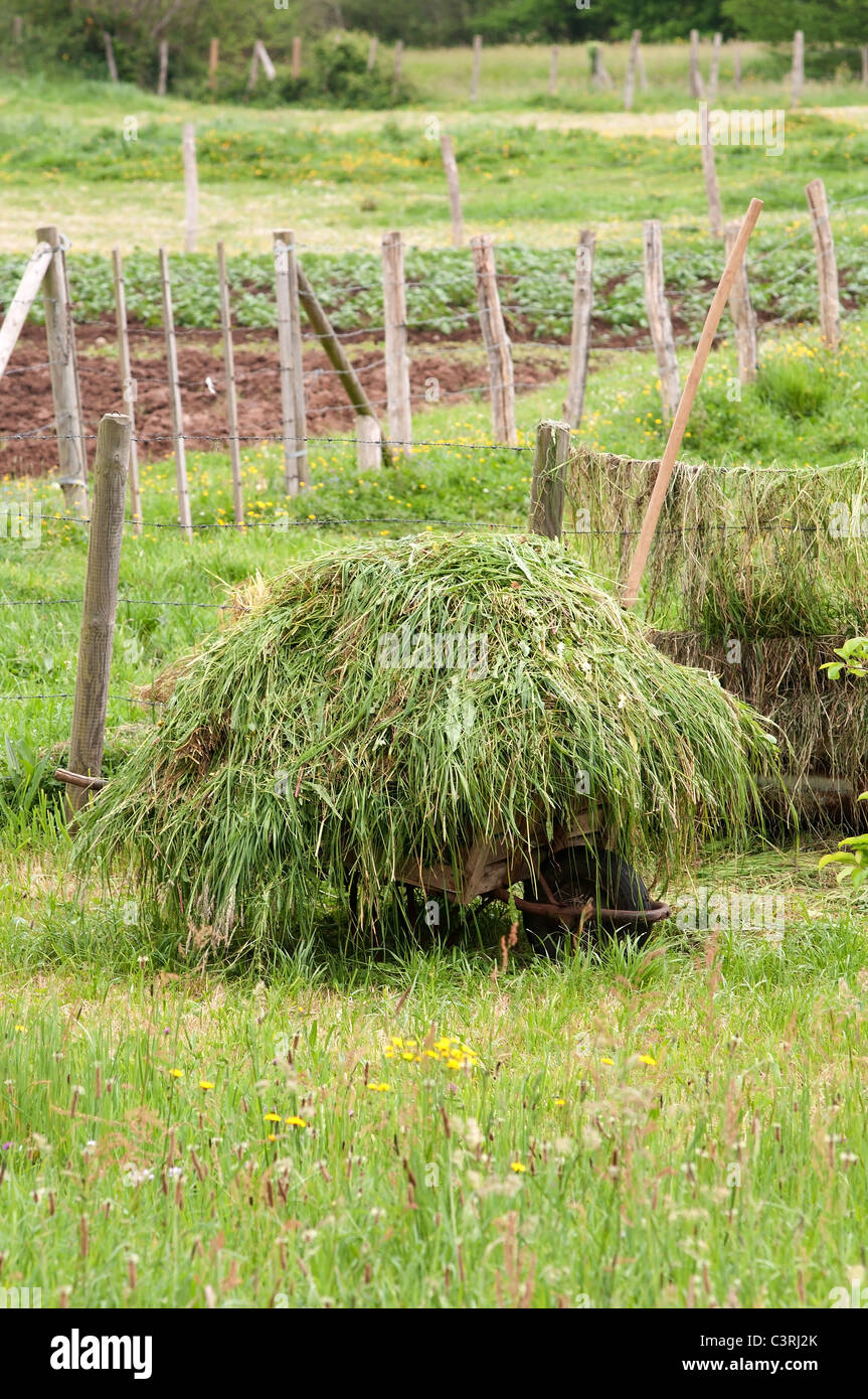 Vertikale Porträt des traditionellen gezeichnet mit grünen Rasen auf das Feld neben Obstgarten in Landschaft. Stockfoto