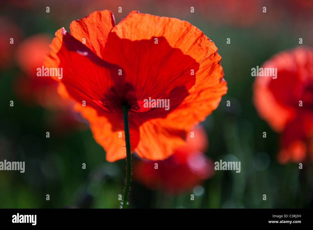 Eine Mohnblume Hintergrundbeleuchtung mit Sonnenlicht Stockfoto