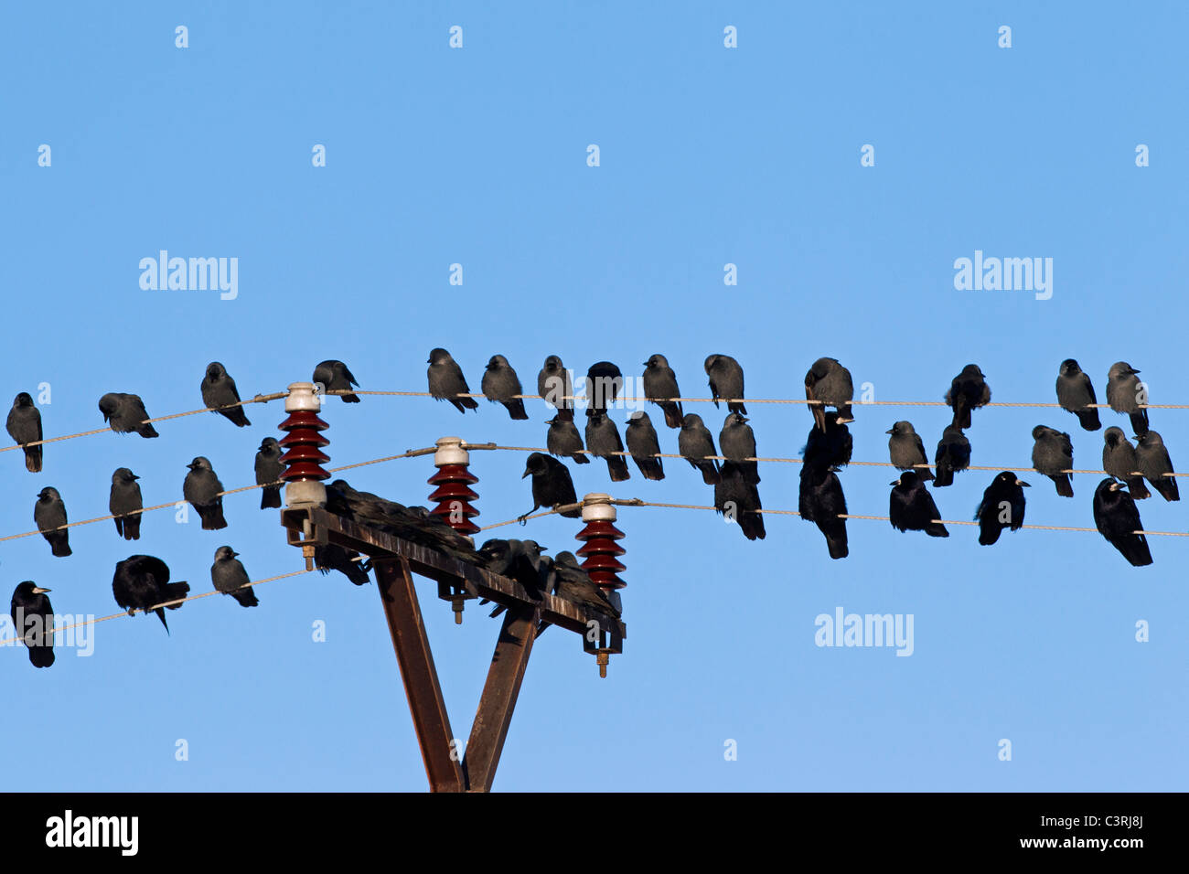 Turm (Corvus Frugilegus) und Dohle (Corvus Monedula) strömen Schlafplatz auf Telefonleitungen Stockfoto