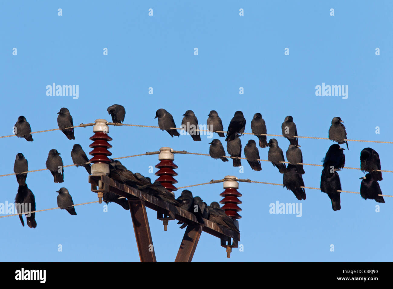 Turm (Corvus Frugilegus) und Dohle (Corvus Monedula) strömen Schlafplatz auf Telefonleitungen Stockfoto