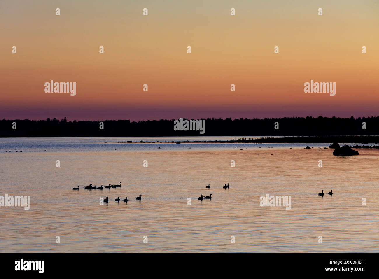Herde von Weißwangengans (Branta Leucopsis) im See bei Sonnenuntergang, Gotland, Schweden Stockfoto