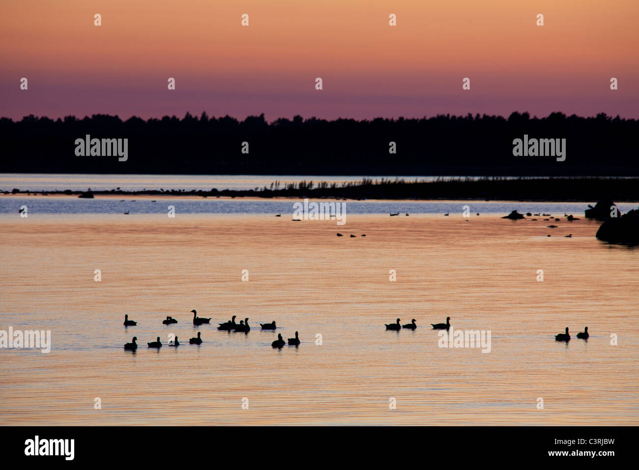 Herde von Weißwangengans (Branta Leucopsis) im See bei Sonnenuntergang, Gotland, Schweden Stockfoto