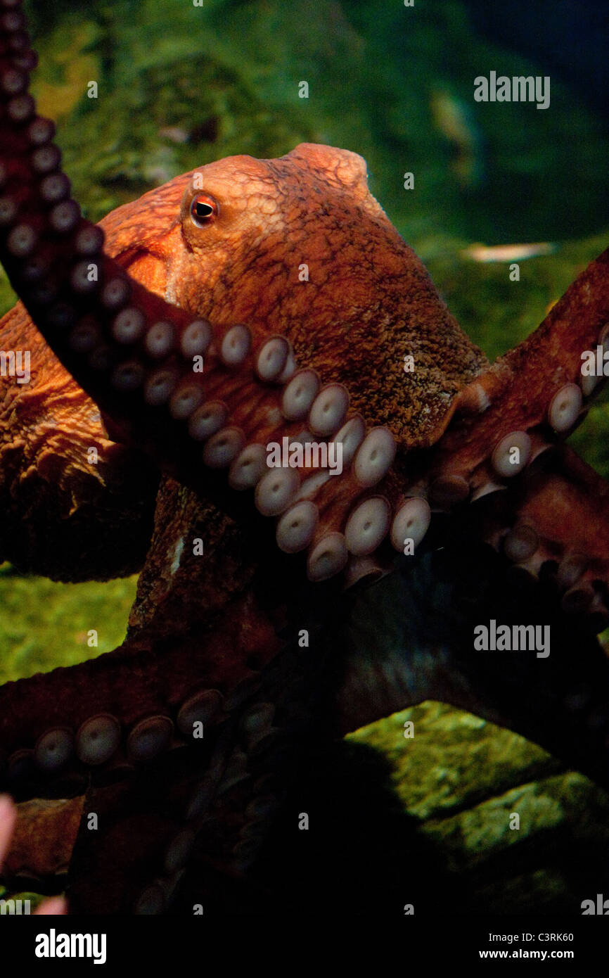 Eine pazifische Riesenkrake (Enteroctopus Dofleini) an das Seattle Aquarium. Stockfoto