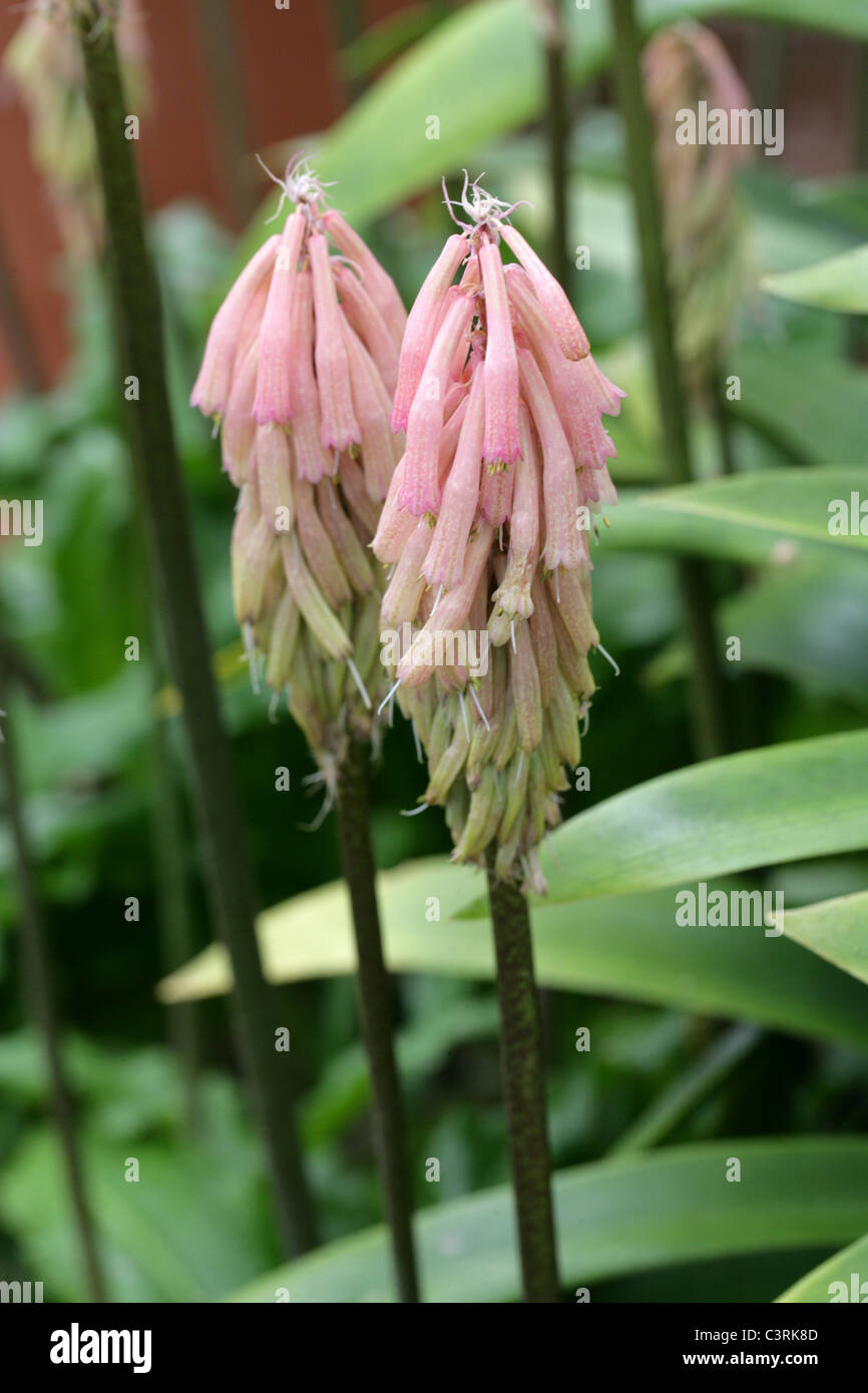 Wald-Lily oder Sand Zwiebel, Veltheimia Bracteata, Hyacinthaceae. Kap-Provinz, Südafrika. Stockfoto