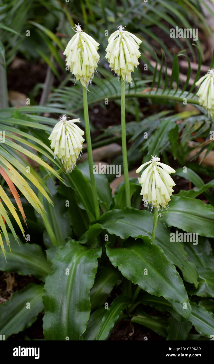 Wald-Lily oder Sand Zwiebel, Veltheimia Bracteata, Hyacinthaceae. Kap-Provinz, Südafrika. Stockfoto