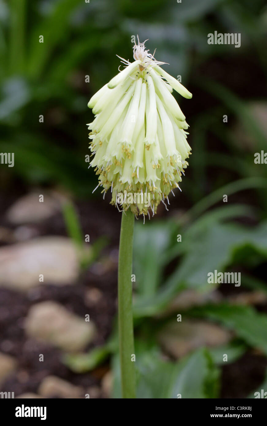 Wald-Lily oder Sand Zwiebel, Veltheimia Bracteata, Hyacinthaceae. Kap-Provinz, Südafrika. Stockfoto