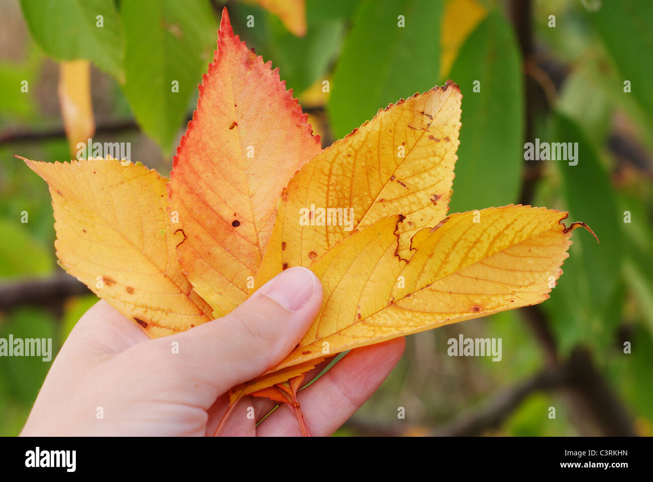 Poker-gelbe Kirsche Herbstlaub Stockfoto