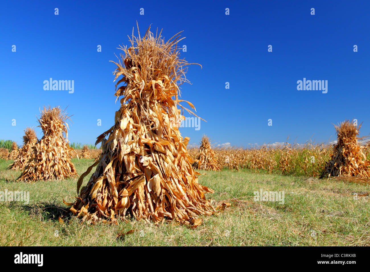 Vintage kegelförmigen Haufen von Mais stapelten sich zum Trocknen auf ein Feld mit Exemplar Stockfoto