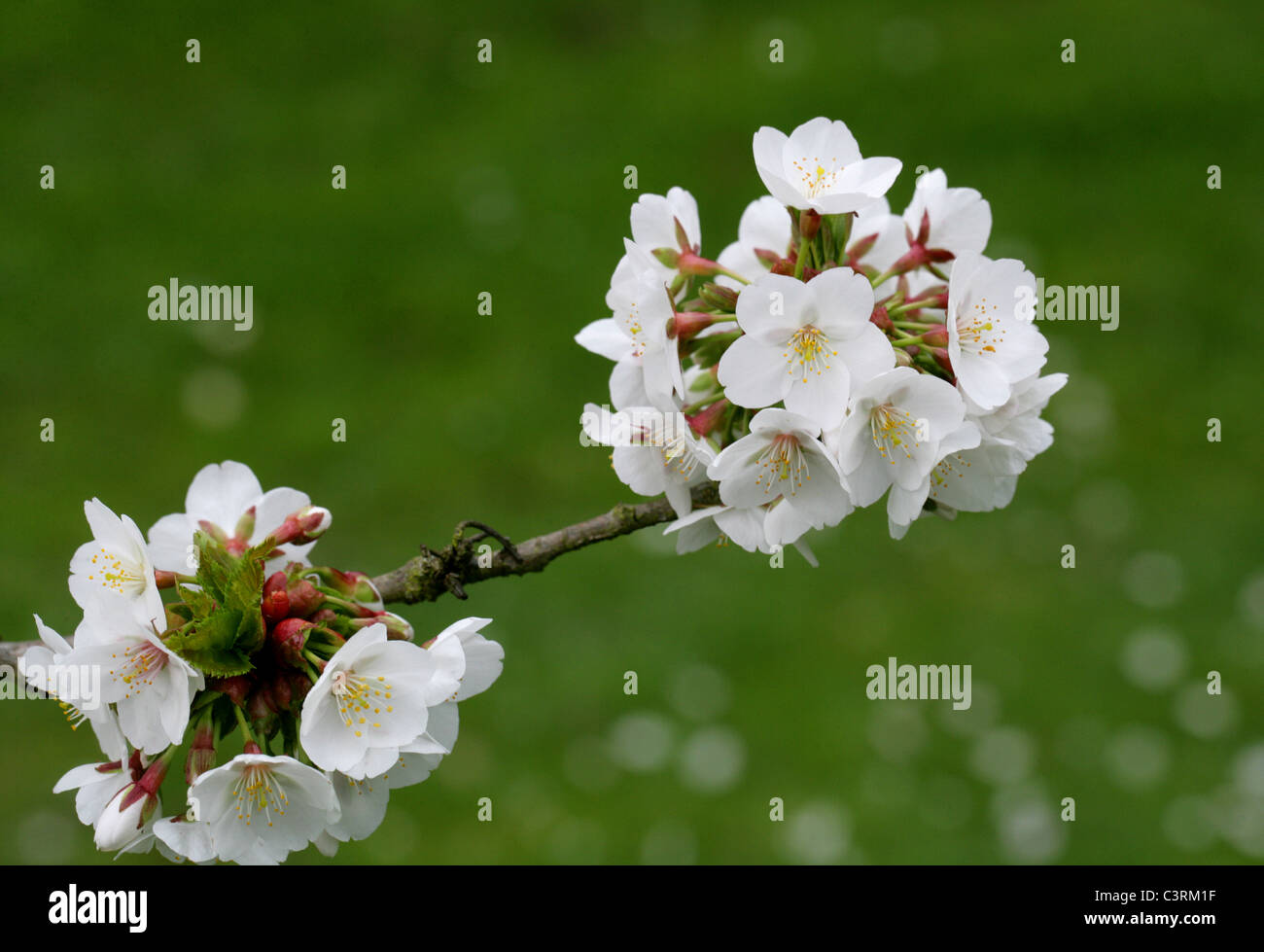 Prunus 'Umineko', Rosengewächse. Blühende Kirsche Kreuz zwischen Prunus Incisa und Prunus Speciosa. Stockfoto