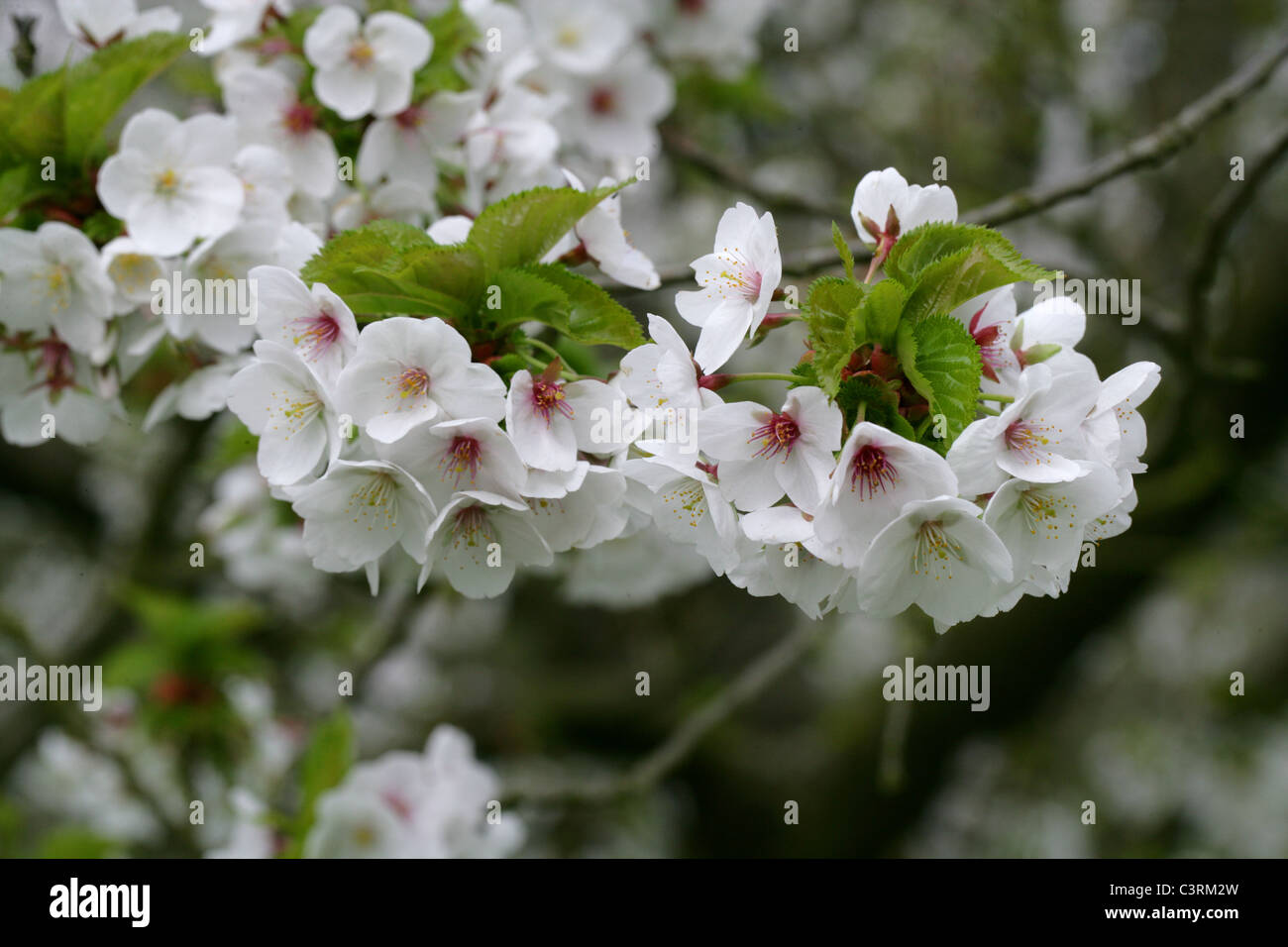 Prunus 'Umineko', Rosengewächse. Blühende Kirsche Kreuz zwischen Prunus Incisa und Prunus Speciosa. Stockfoto