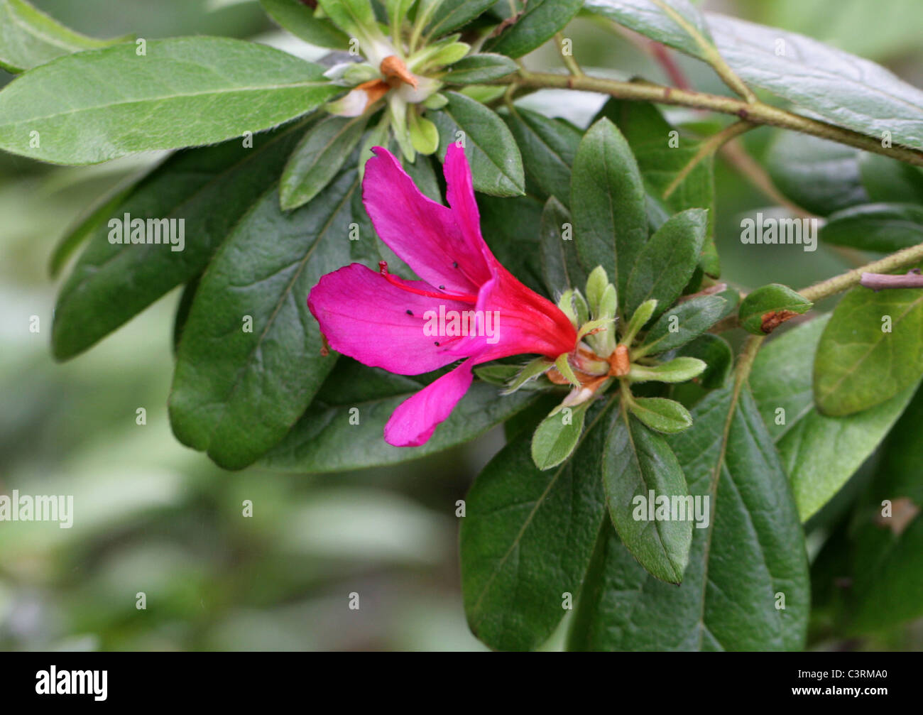 Indoor/indische Azalee, chinesische Indica/Azalea, chinesische Geißblatt, Sim Azalee, Rhododendron Simsii (SY Azalea Indica). Asien. Stockfoto