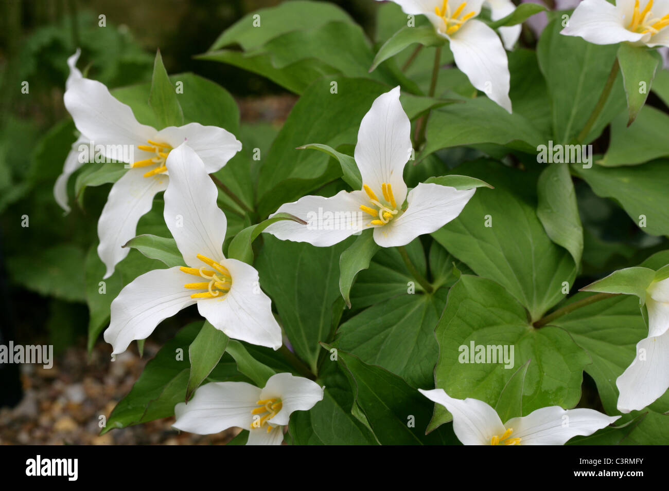 Western Wake Robin oder Pacific Trillium, Trillium Ovatum, Melanthiaceae Stockfoto