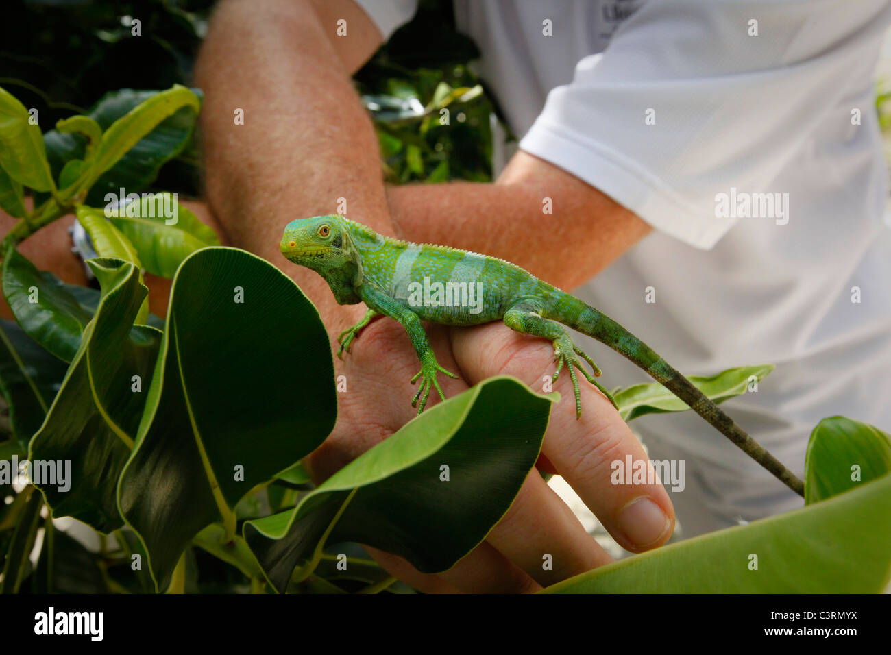 Fidschi Leguan gebändert, Brachylophus Fasciatus, Likuliku Lagoon Resort, Malolo Island, Mamanucas, Fidschi Stockfoto