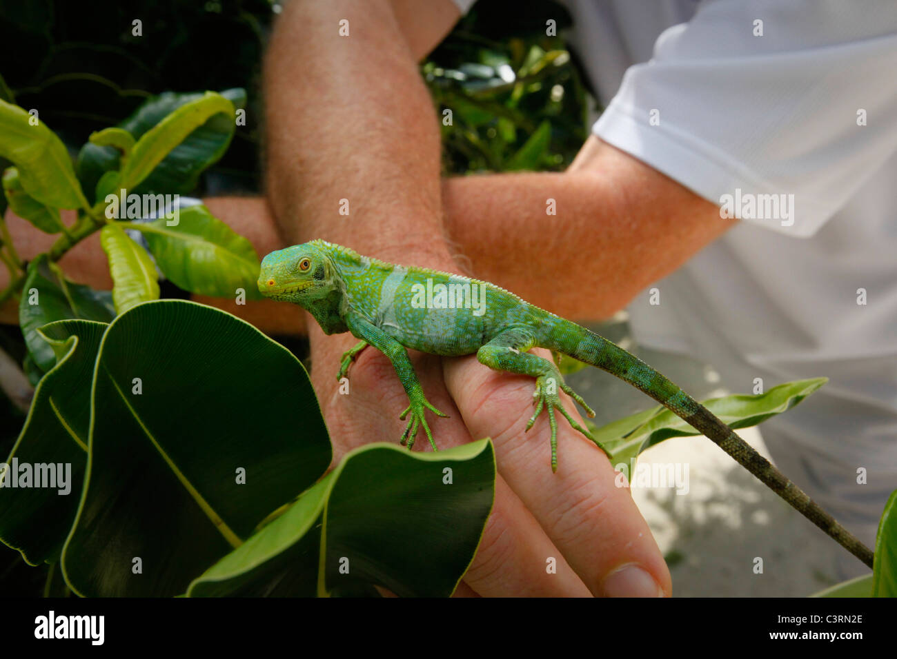 Fidschi Leguan gebändert, Brachylophus Fasciatus, Likuliku Lagoon Resort, Malolo Island, Mamanucas, Fidschi Stockfoto