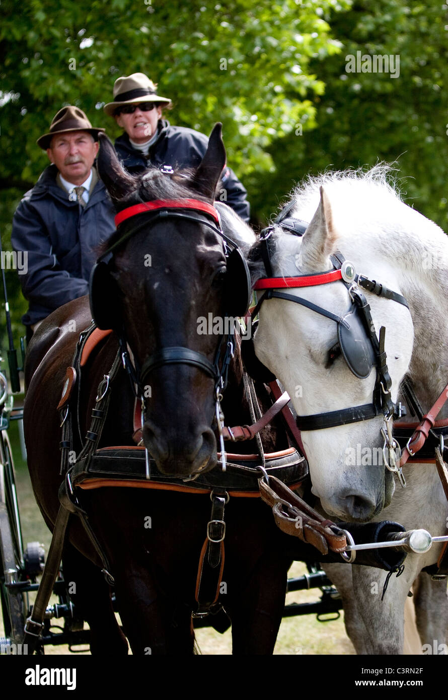 internationalen treibende Meisterschaft royal Windsor Horse show 2011 in England Großbritannien Stockfoto