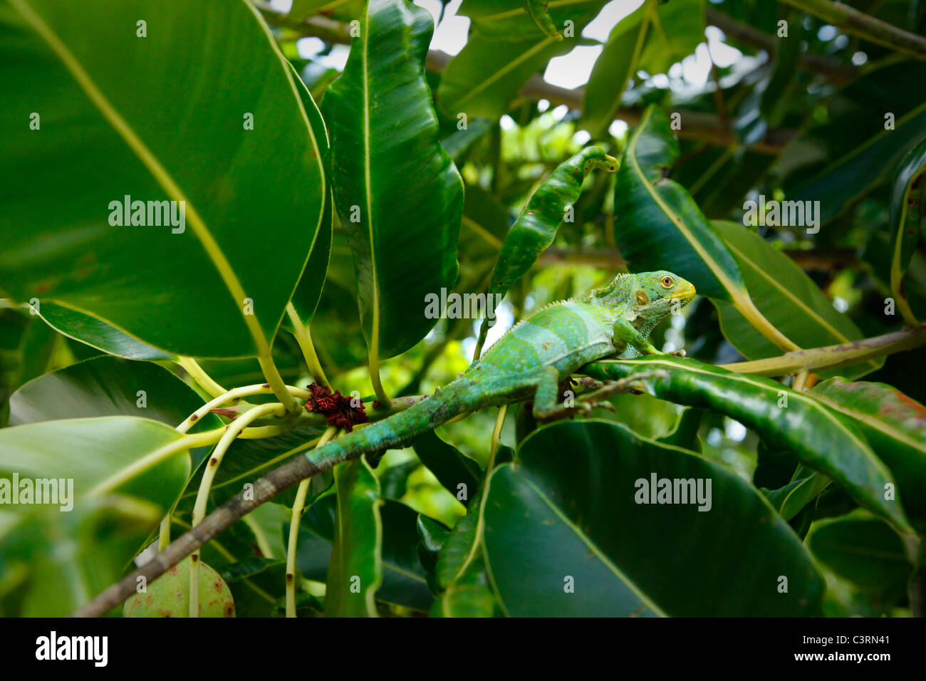 Fidschi Leguan gebändert, Brachylophus Fasciatus, Likuliku Lagoon Resort, Malolo Island, Mamanucas, Fidschi Stockfoto