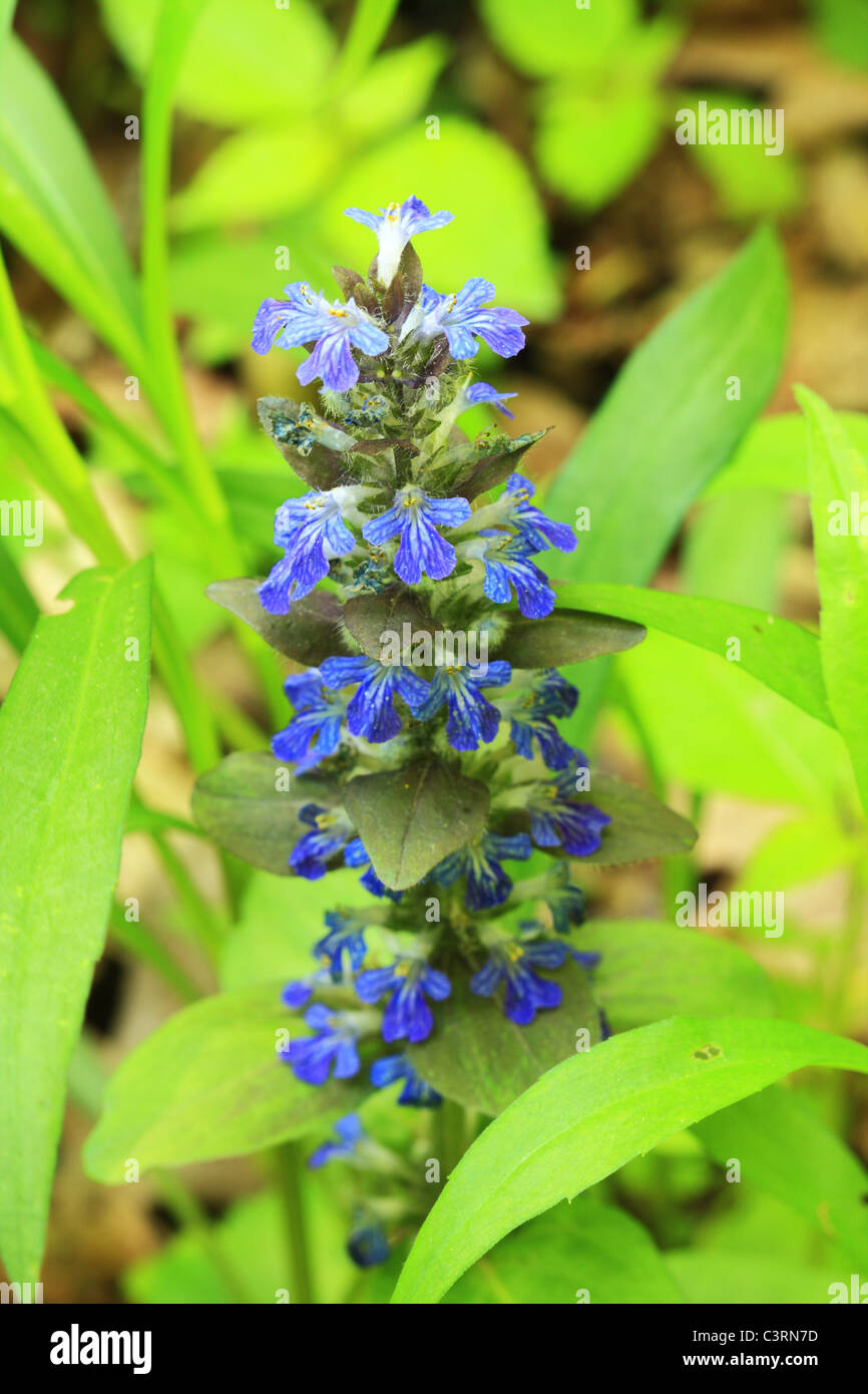 Ajuga Reptans, bekannt als Blue Bugle, Bugleherb, Bugleweed, Carpetweed, Teppich Bungleweed, gemeinsame Signalhorn oder Burgunder Spitze Stockfoto