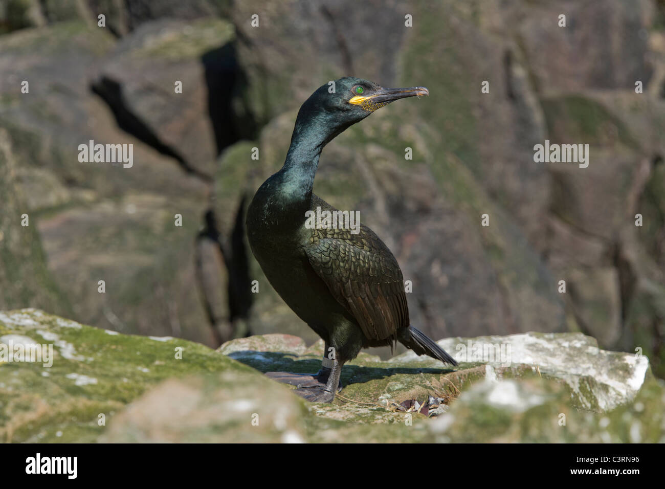Shag (Phalacrocorax Aristotelis) stehen, auf der Suche hinter. Stockfoto