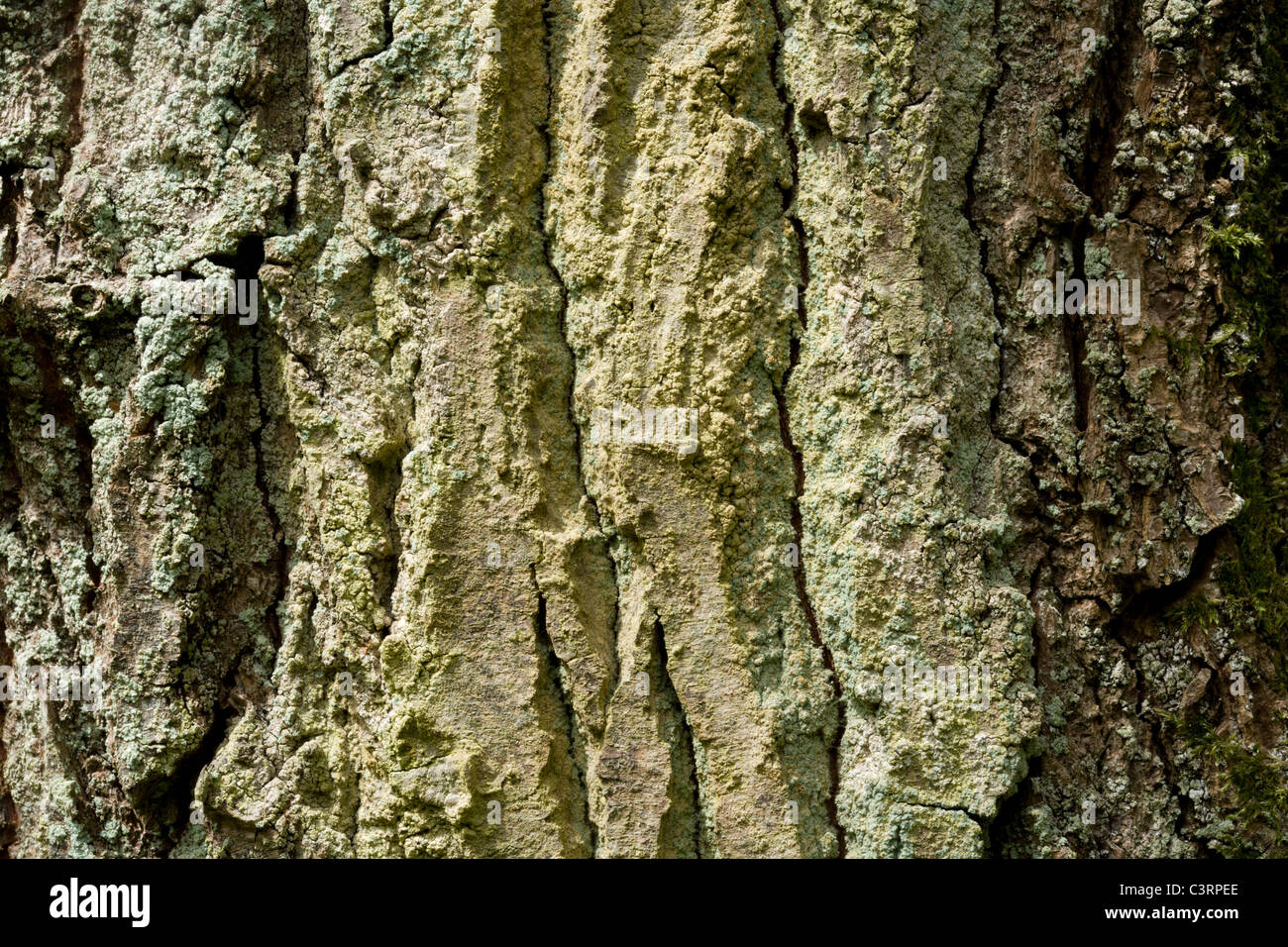 Strukturierte Rinde einer Weide. Stockfoto
