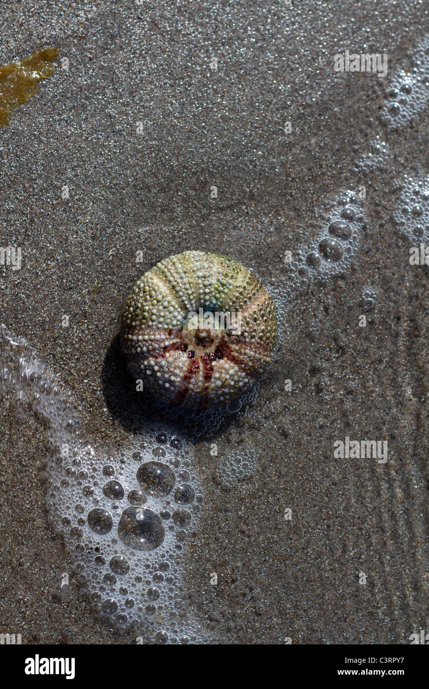 Seeigel-Muschel set in Sand mit Meerwasser Läppen drüber Stockfoto