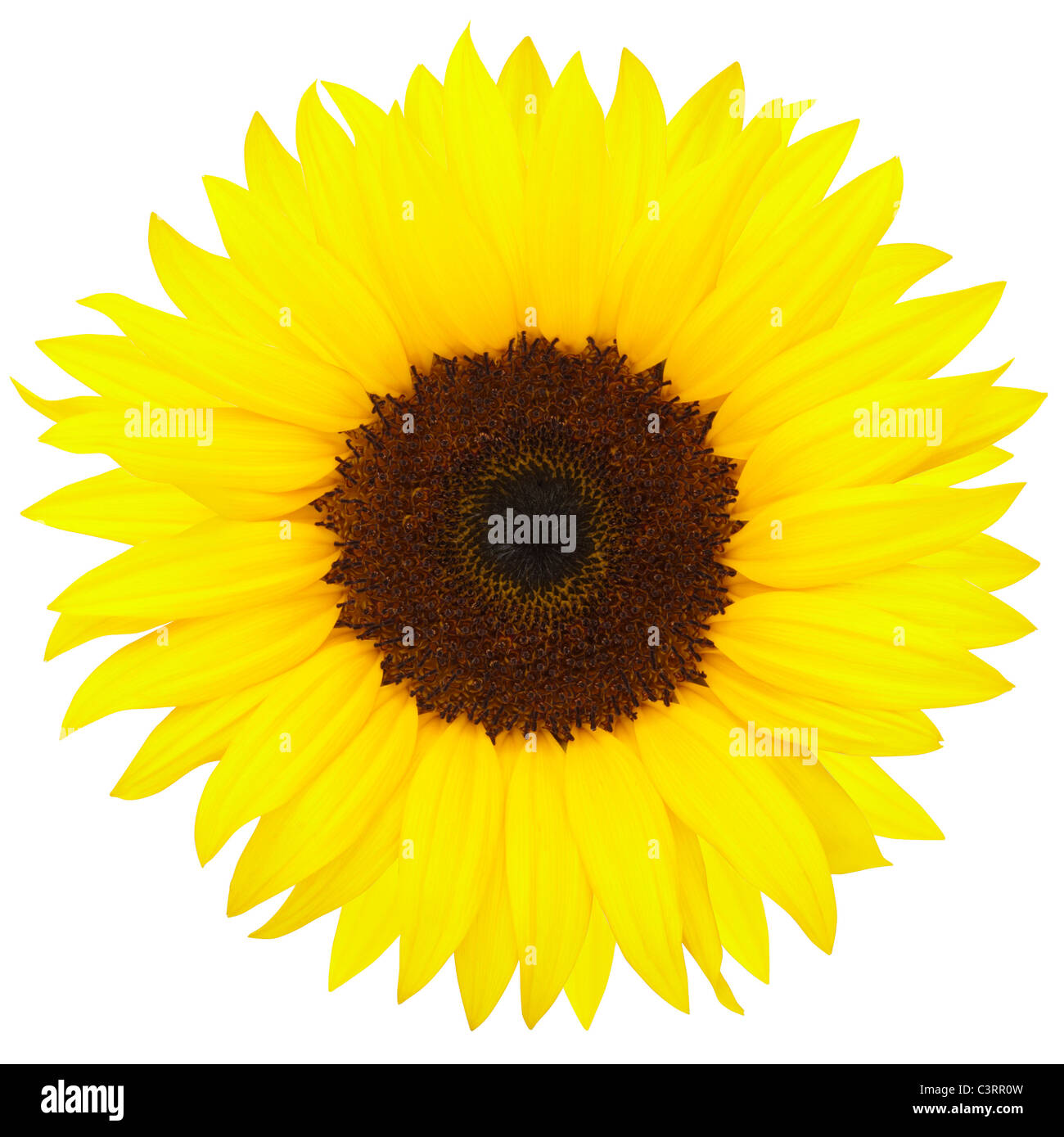 Gelbe Sonnenblumen Stockfoto