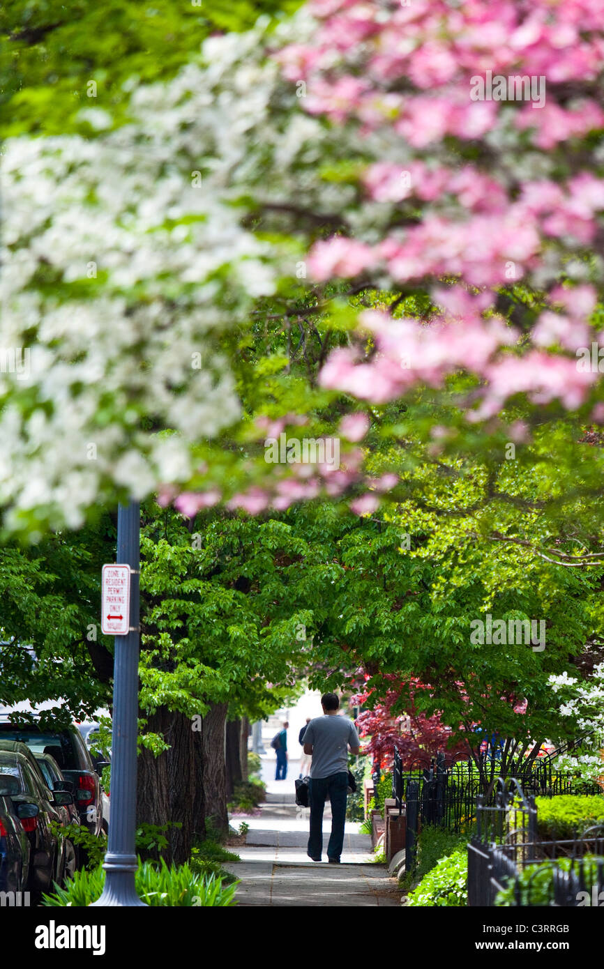 Mann zu Fuß auf einem Bürgersteig in einer Wohngegend in Washington, D.C. Stockfoto
