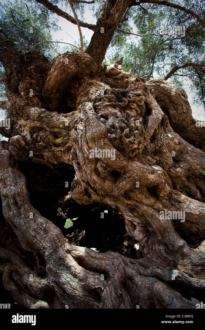 Antiker Olivenbaum der Vouves, Kreta, Griechenland Stockfotografie - Alamy