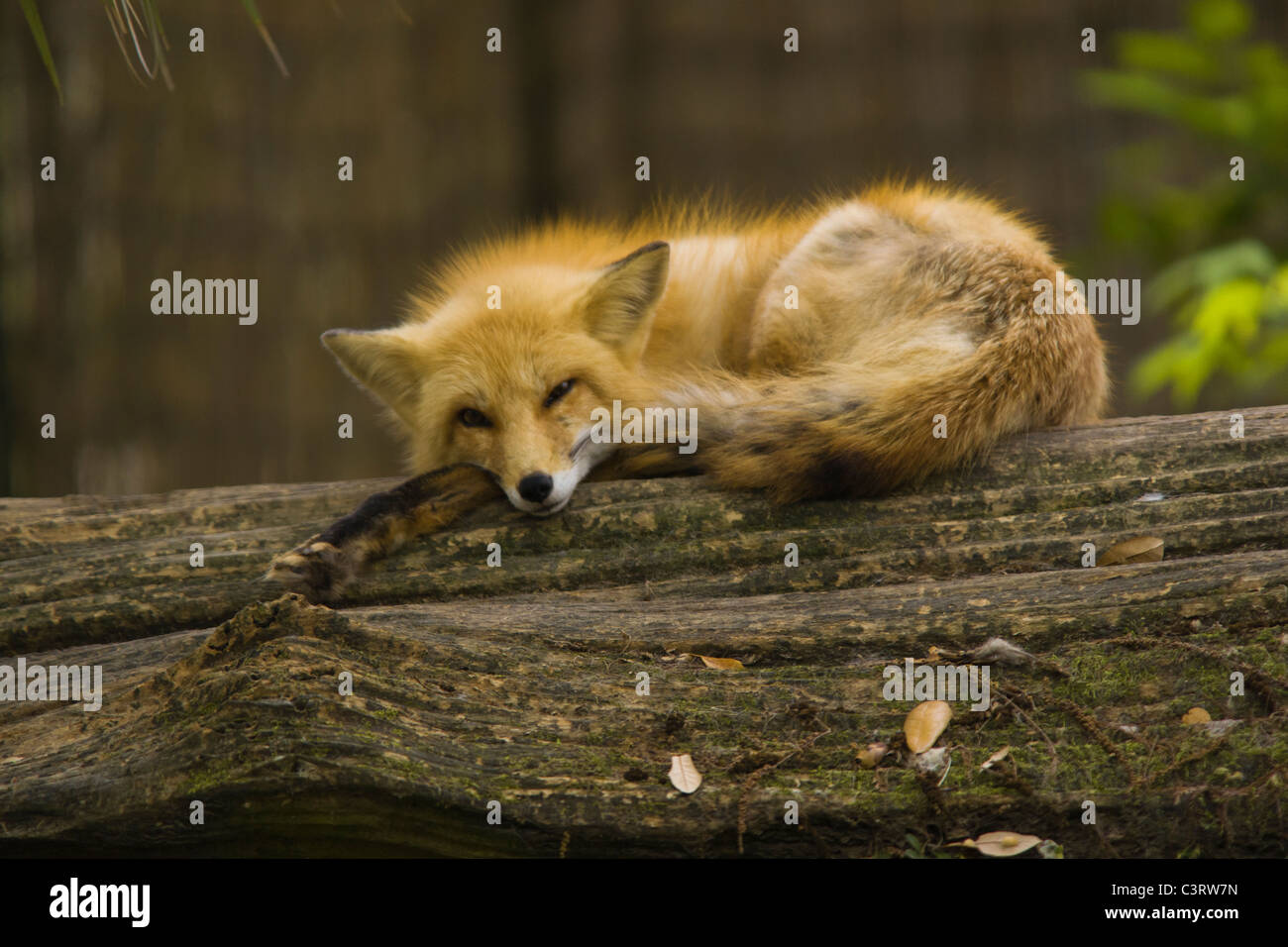 Der Rotfuchs (Vulpes Vulpes) ist die größte der wahre Füchse Stockfoto