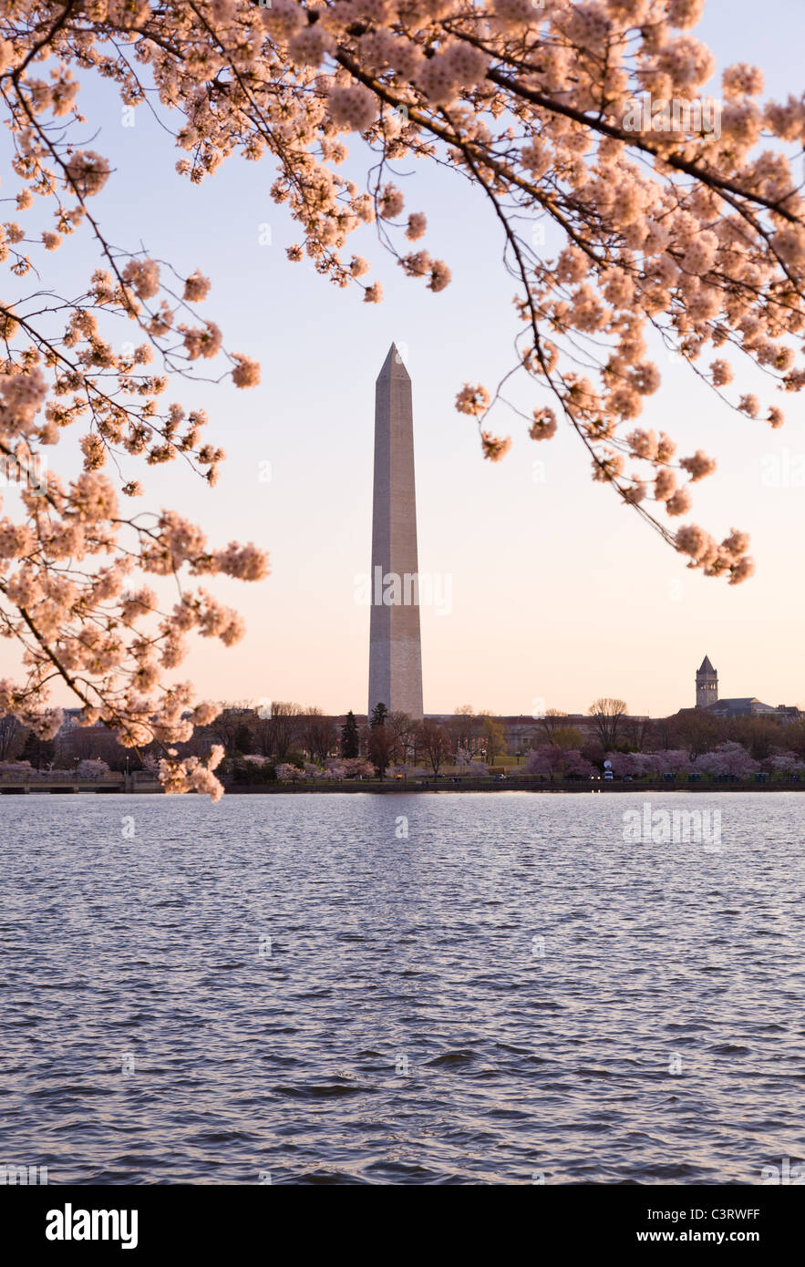 Washington Monument von Tidal Basin, umgeben von rosa Kirschbaum-Blüten Stockfoto