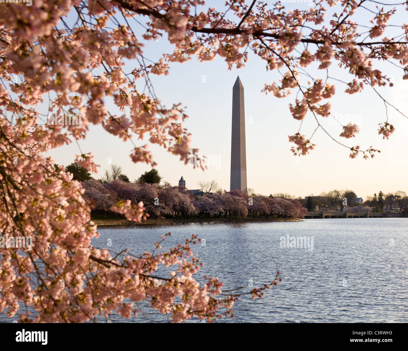 Washington Monument von Tidal Basin, umgeben von rosa japanische Kirschblüten Stockfoto